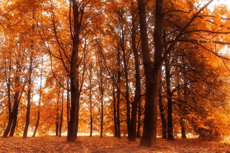 Autumn